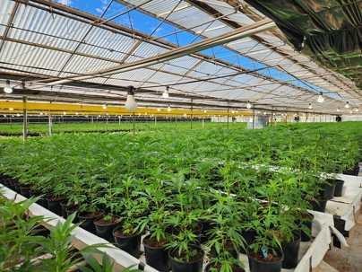 industrial cannabis